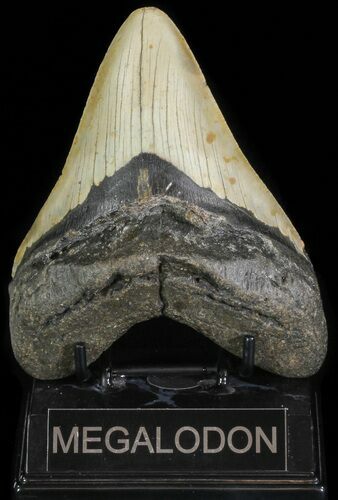 Bargain, Megalodon Tooth - North Carolina #66150